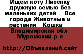 Ищем коту Лисёнку дружную семью без маленьких детей  - Все города Животные и растения » Кошки   . Владимирская обл.,Муромский р-н